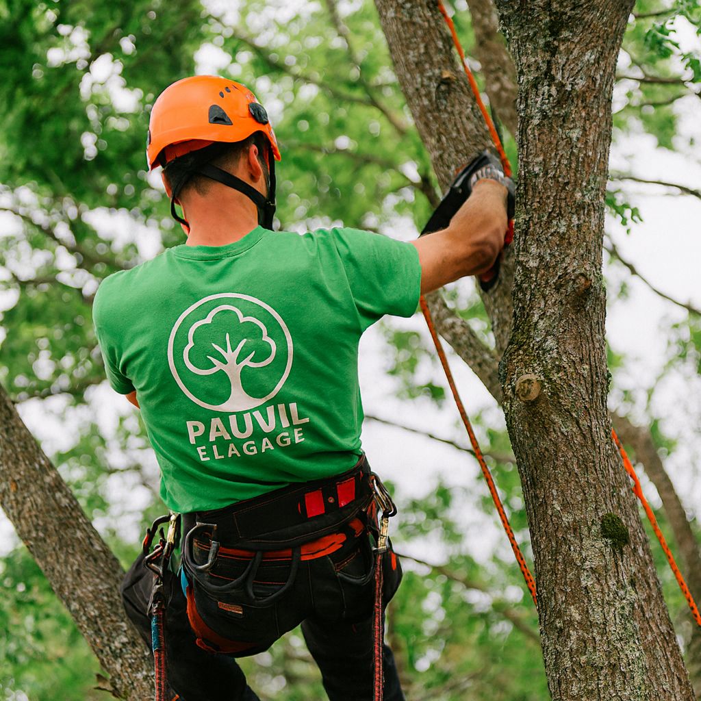 Pauvil Élagage – Lyon